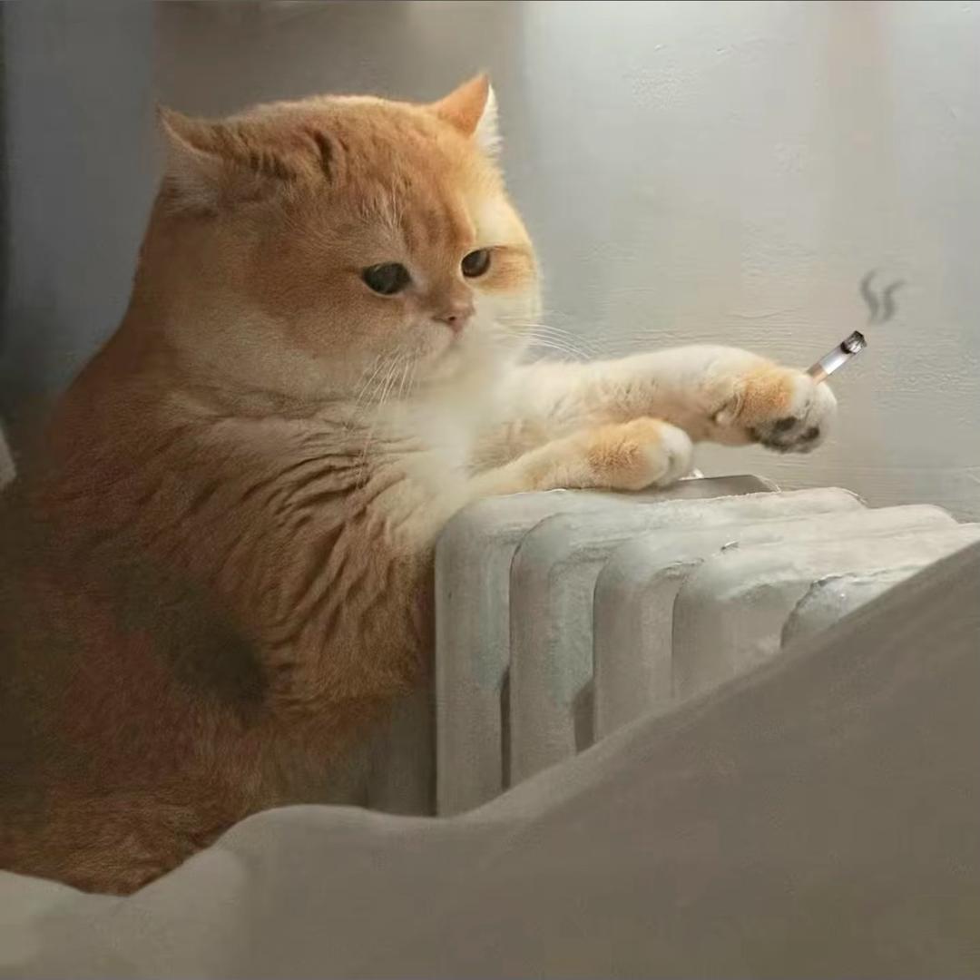 房东的猫゛