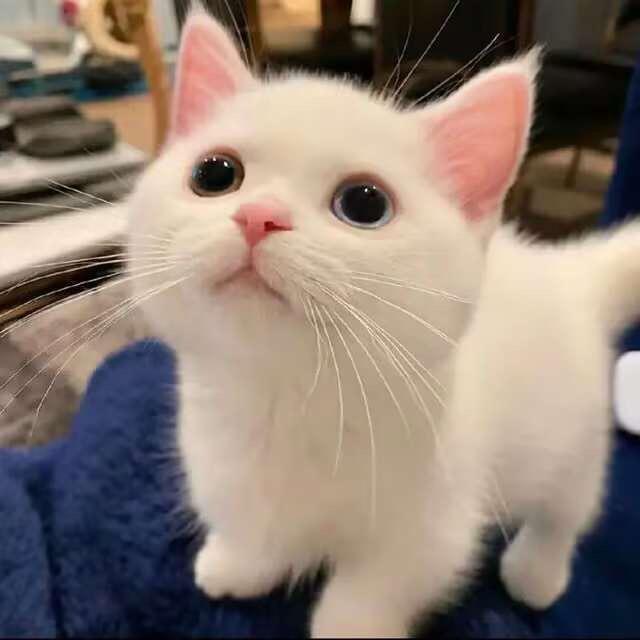 小迷妹