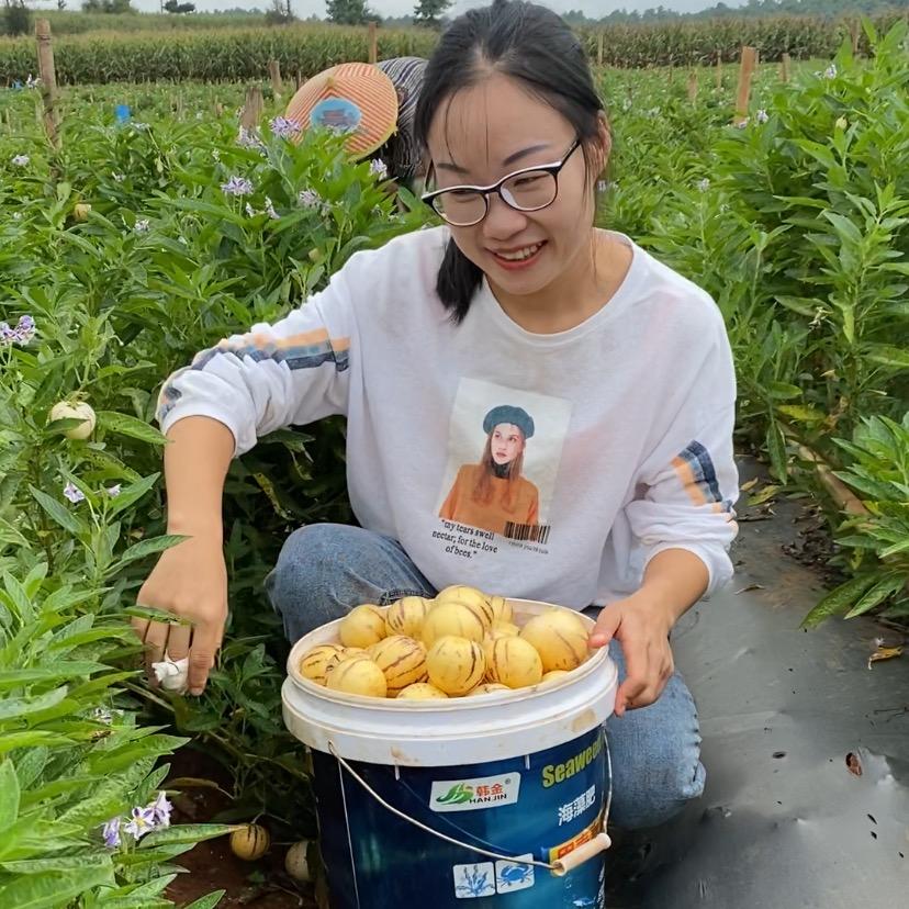 优优百果严选人参果