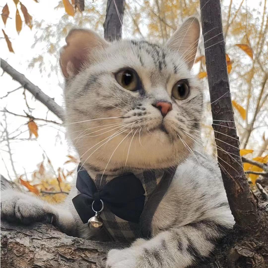 家有俩小只🐱