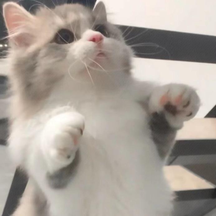 ✨圈了个圈儿| ᴥ•́ )✧