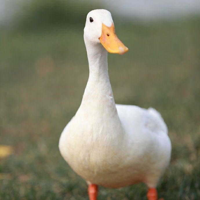 玖湘永州血鸭✨