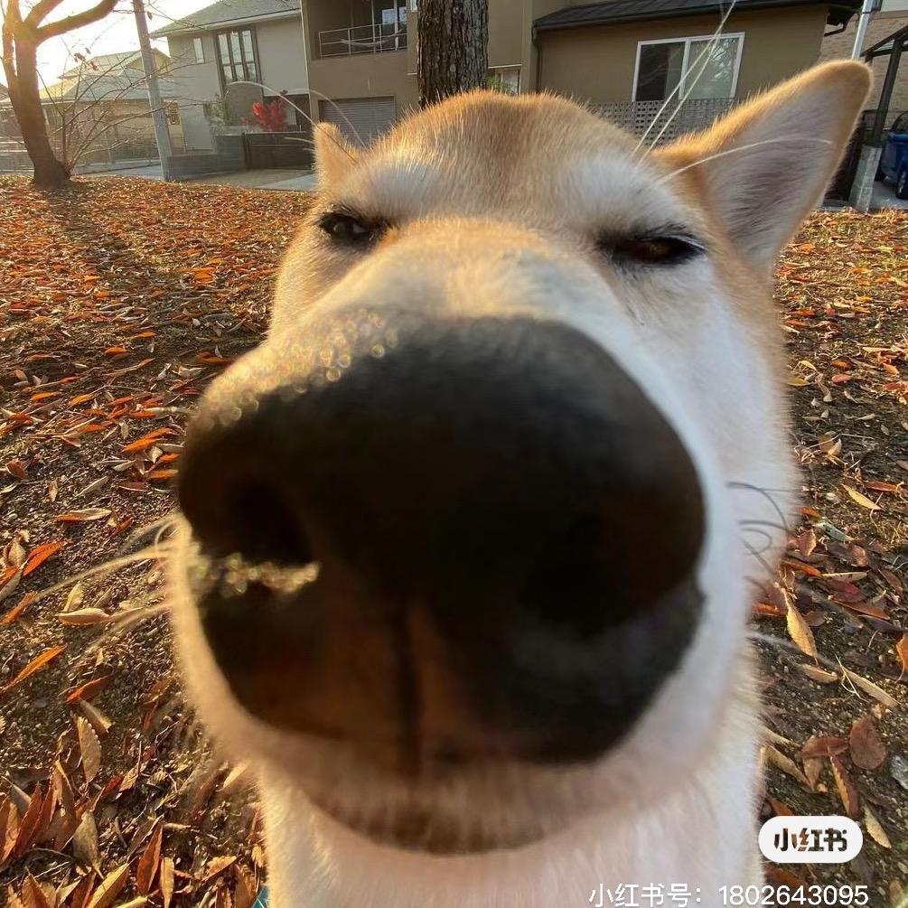 狗爷（非洲版）