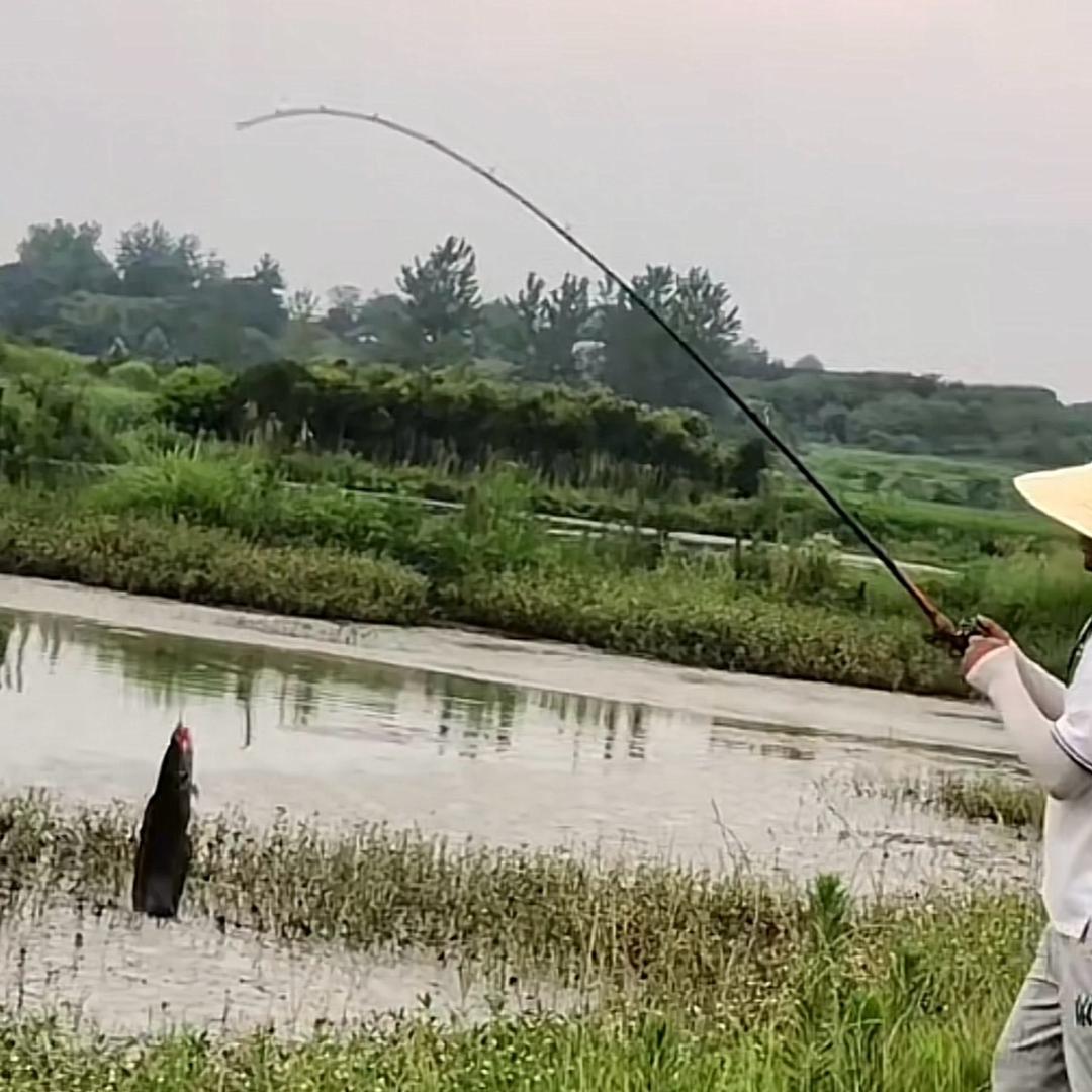 野钓小杨哥🎣