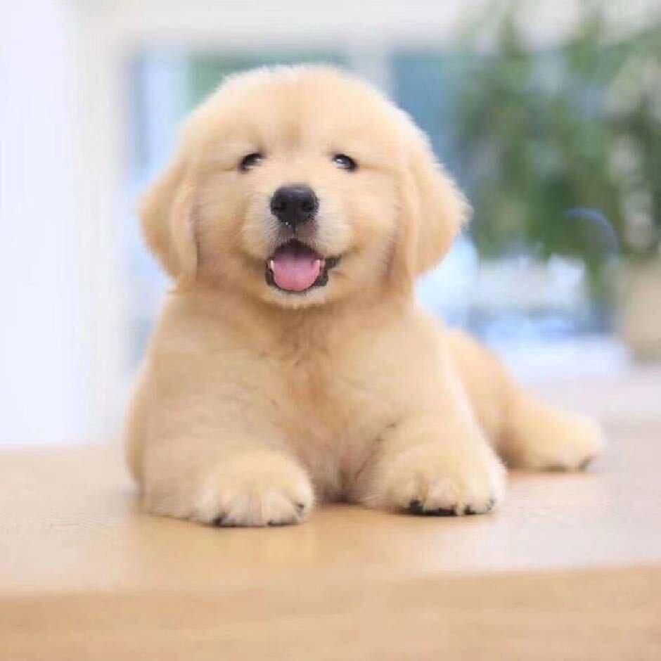 小阿拉 小金毛.