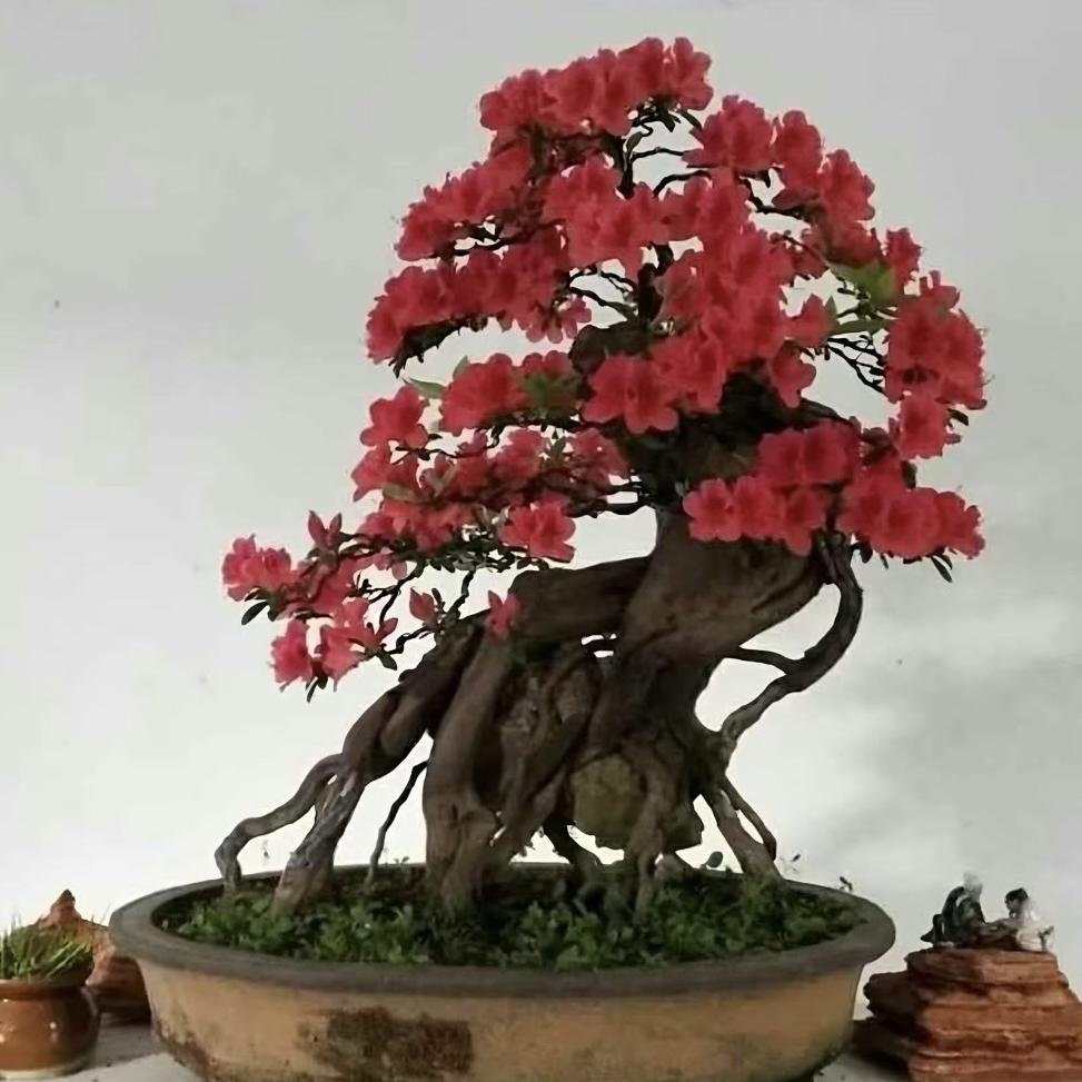 一恋盆景