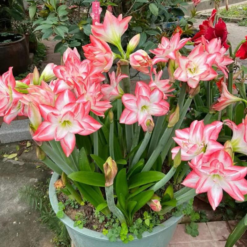 花儿红了