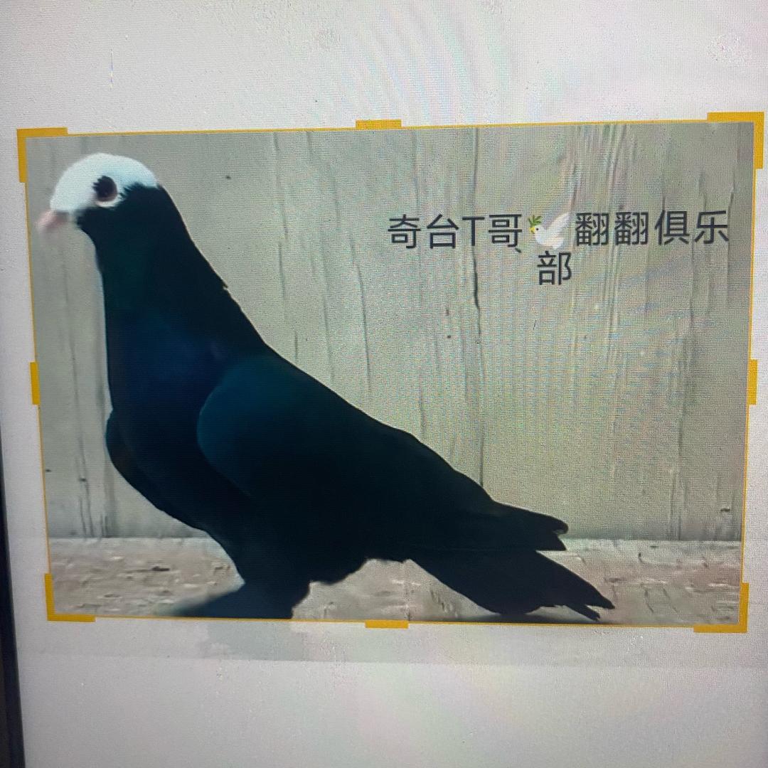 @新疆翻翻  🕊奇台T哥🕊
