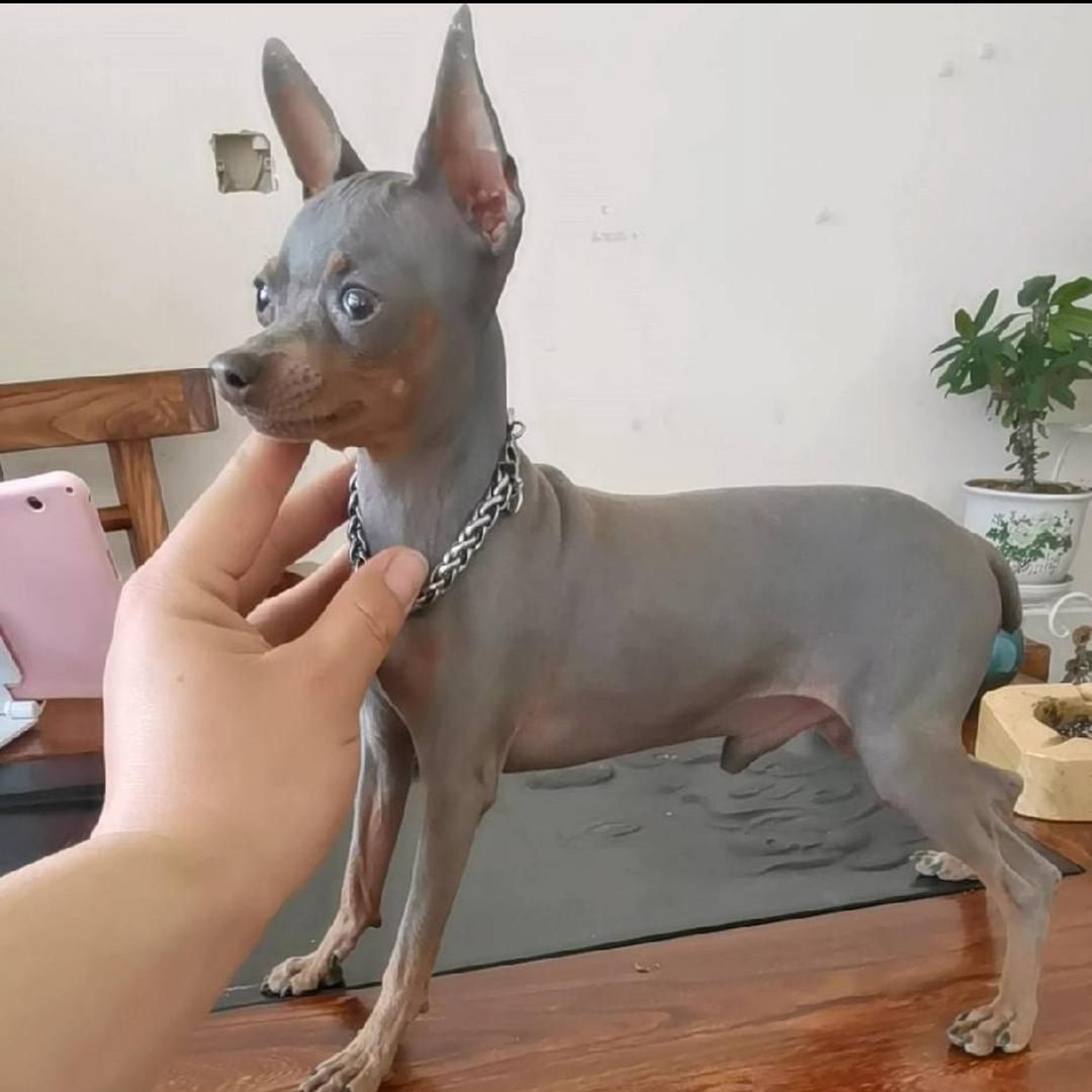 亮汪汪小鹿犬