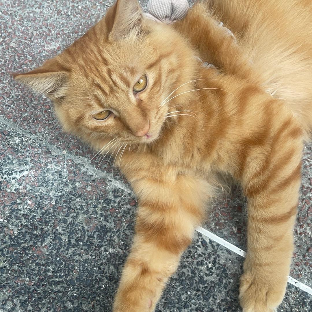 鱼小鱼不会在乎