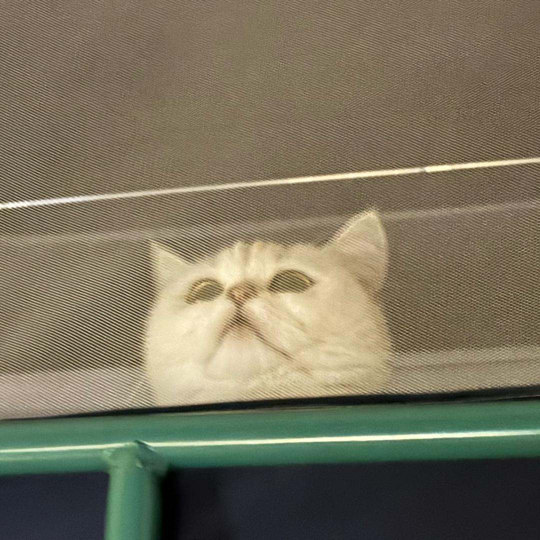 Bella