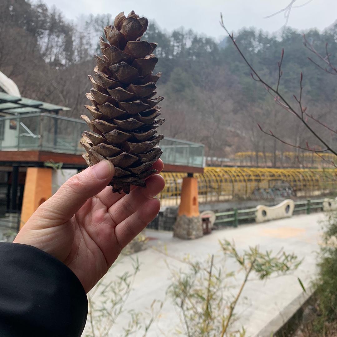 怪兽哥斯拉