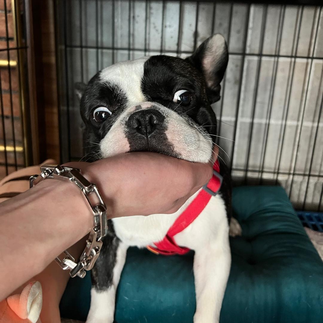 奥利给是狗