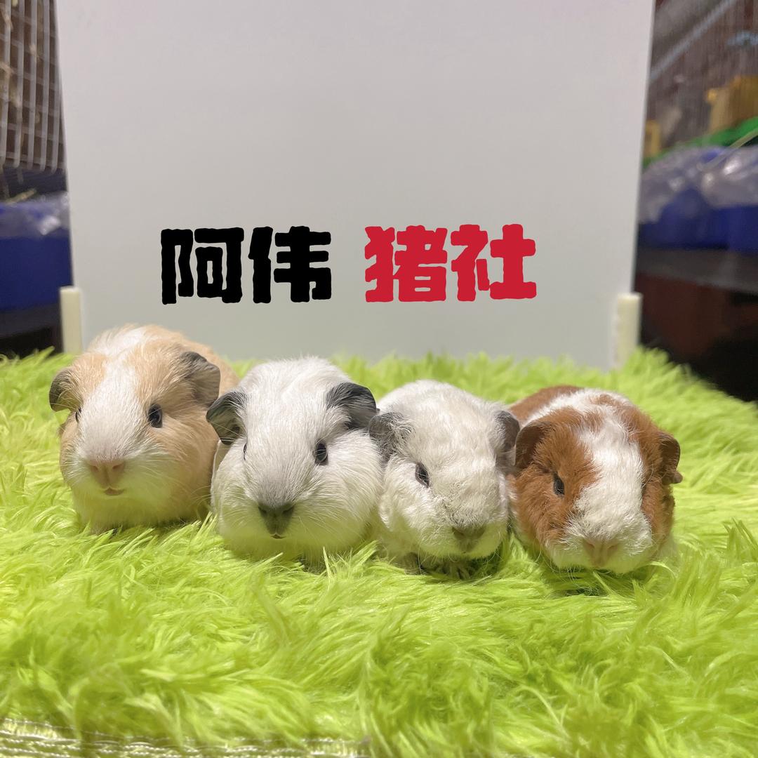阿伟猪社🐷（出猪）🐷