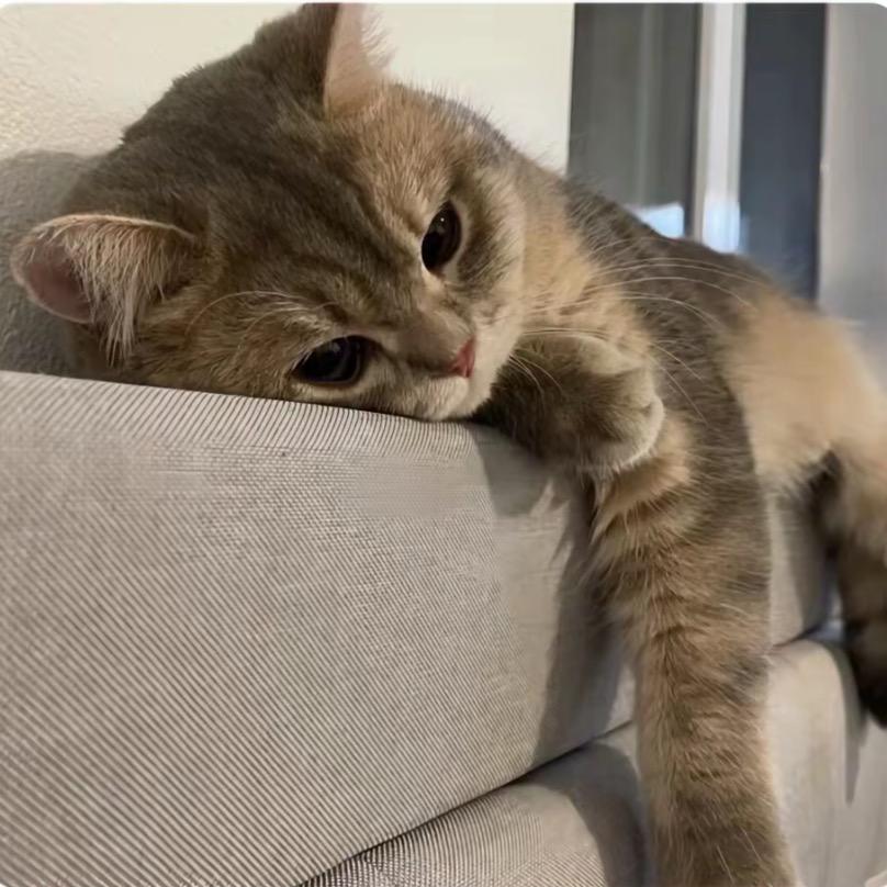 虎兄虎弟日记😼