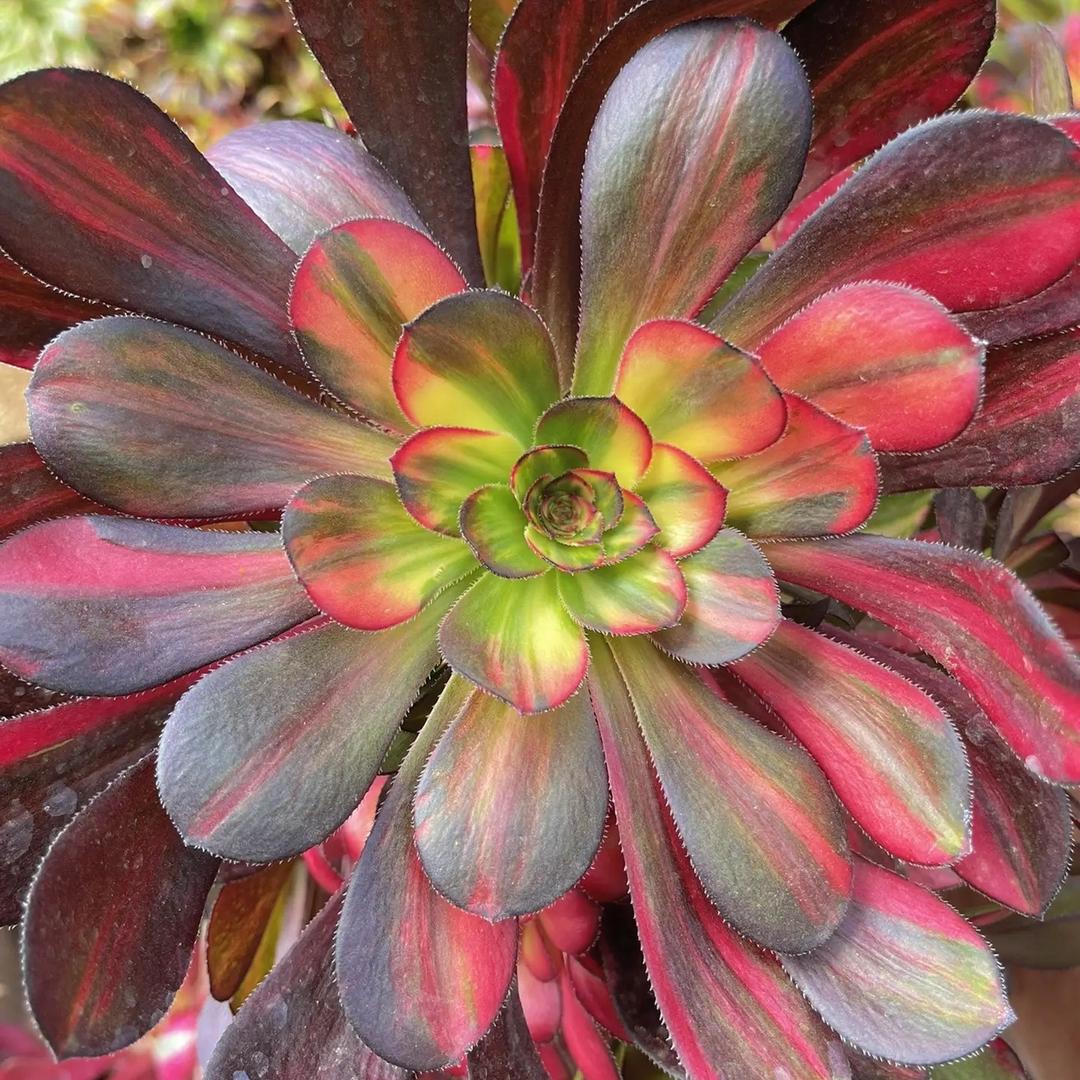 小丫家多肉法师锦