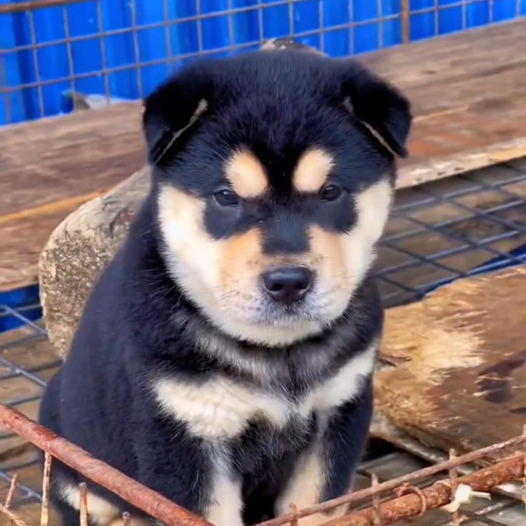 三哥田园犬