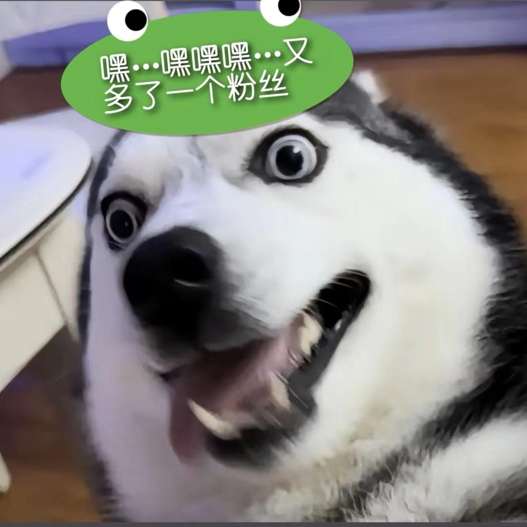 二狗带你找乐子