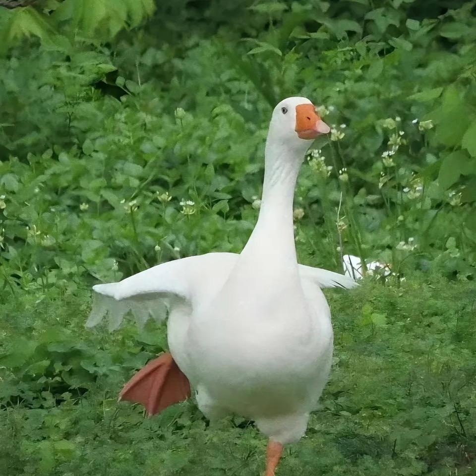 鹅鹅鹅～