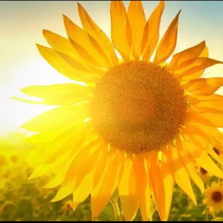 Sunny🌻