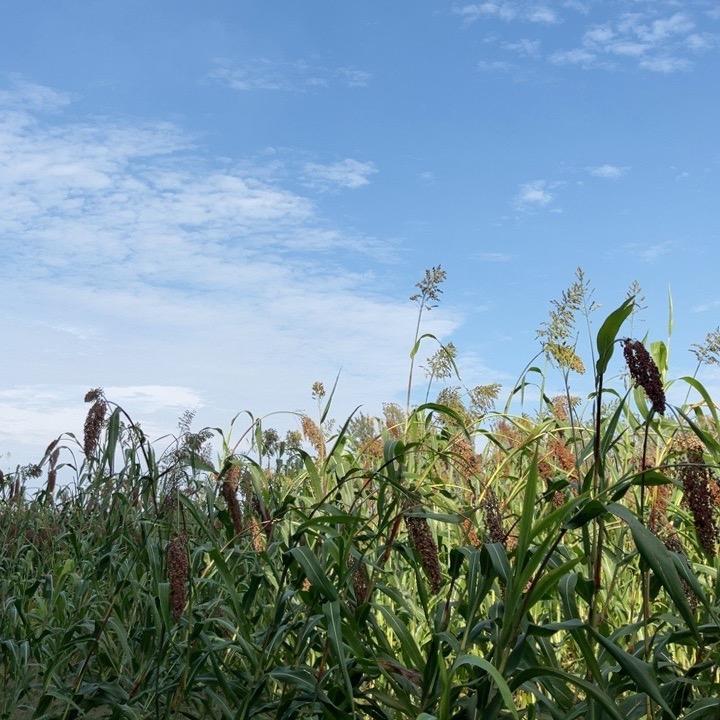 用户菲184553525994