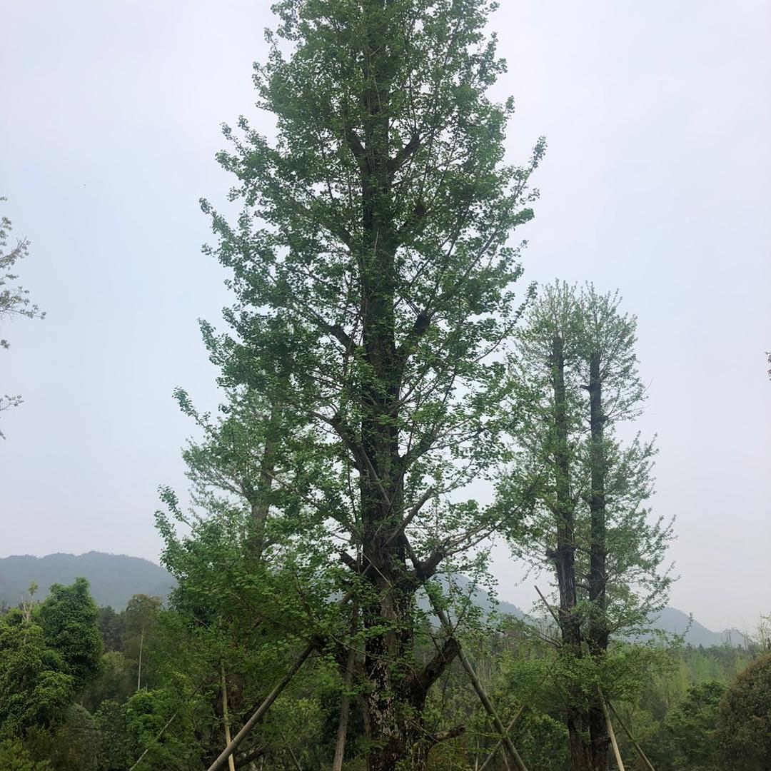 中达绿化有限公司