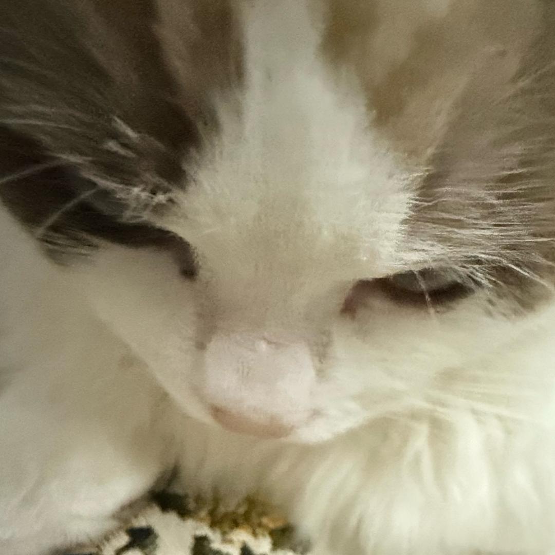 肘击王（三角洲行动）