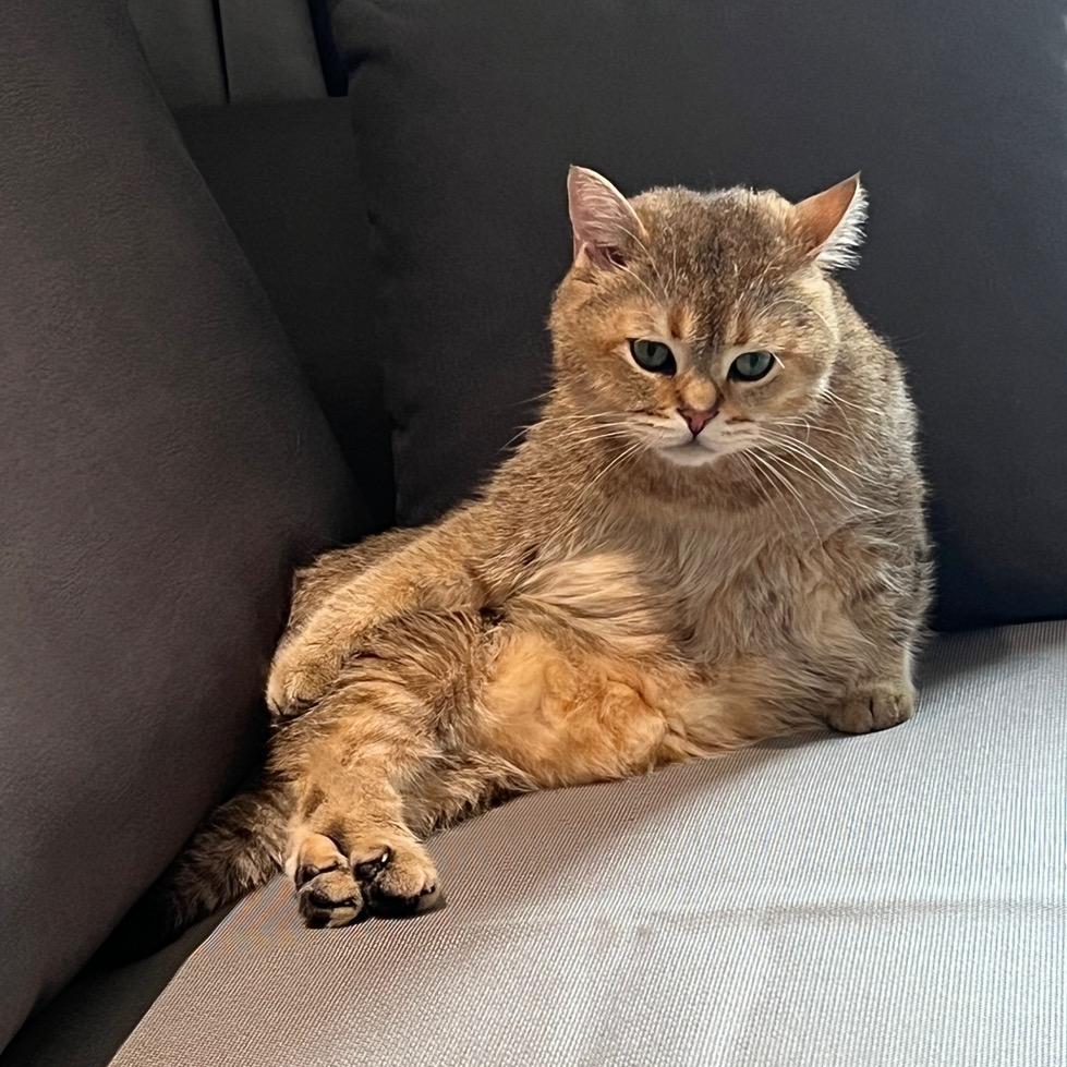 快乐的猪仔🐷