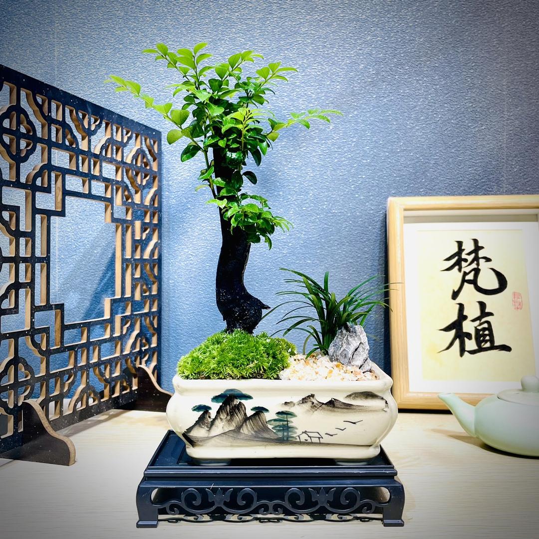 梵植花卉