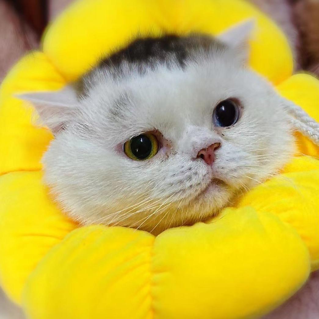 喵喵喵₍˄·͈༝·͈˄*₎◞ ̑̑🌈