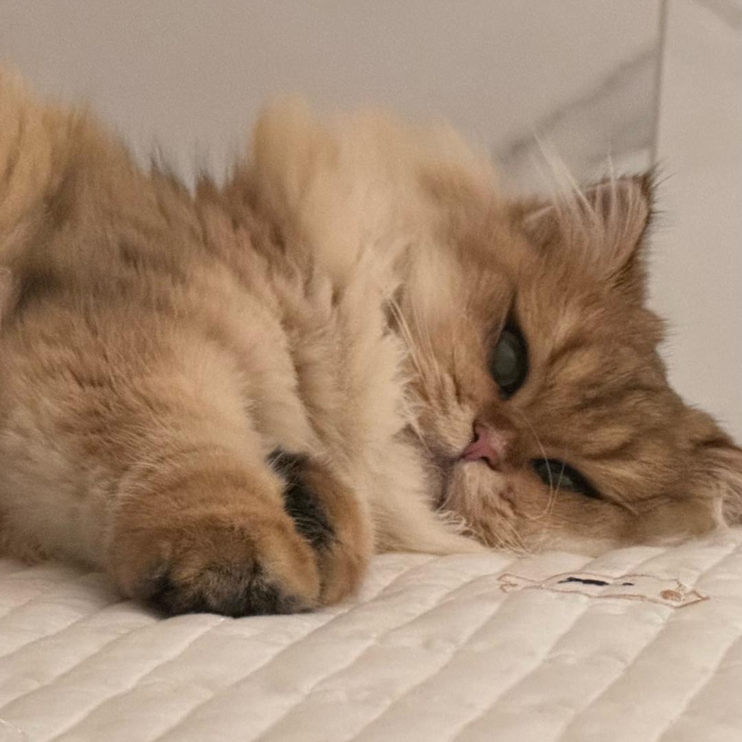 Hi