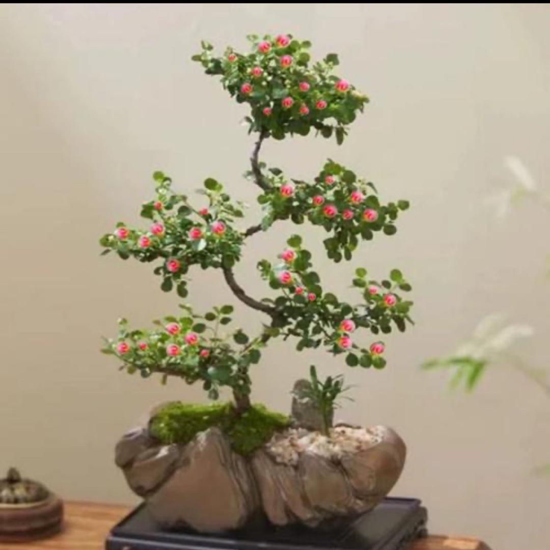 春晓园艺