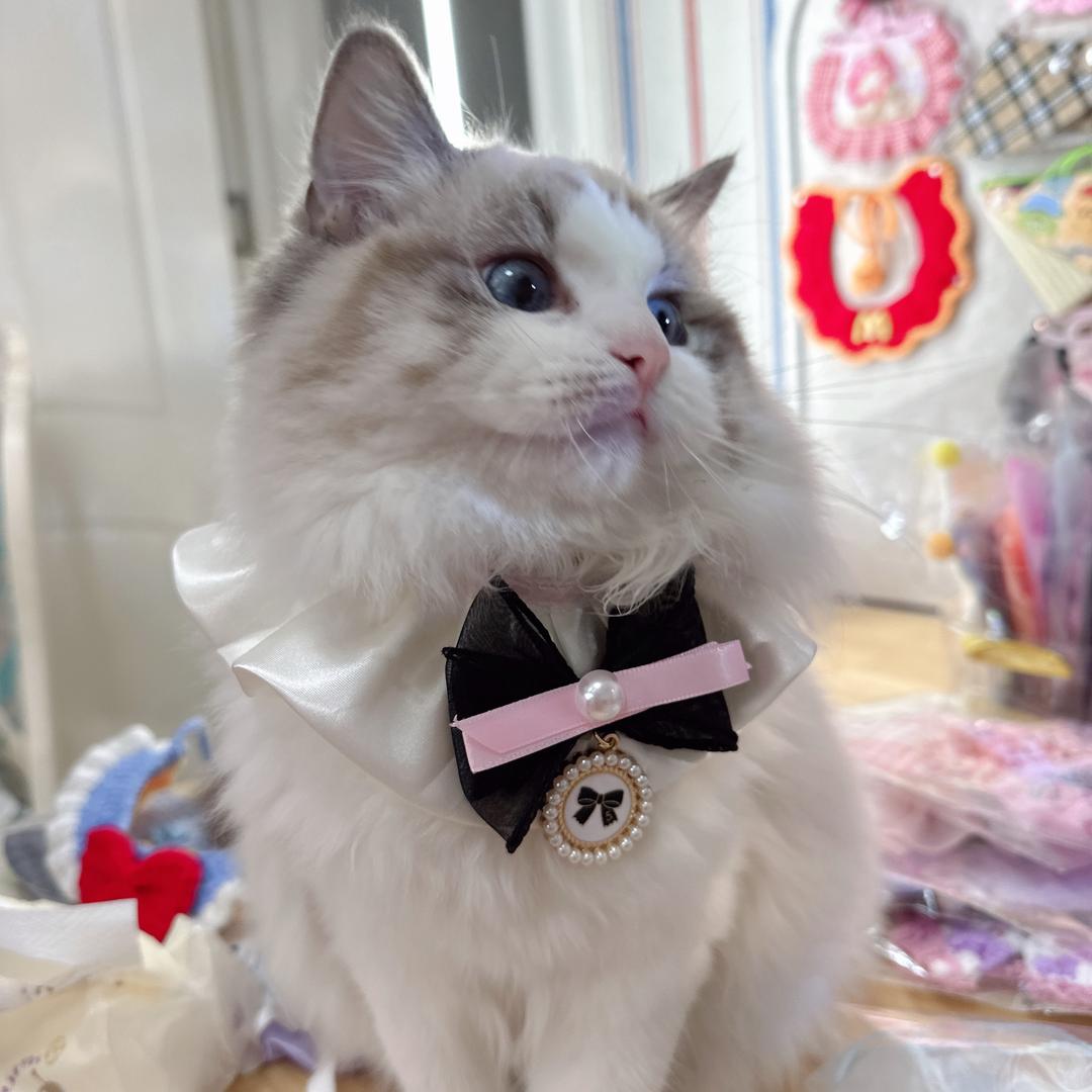 帕玫宠物口水巾店