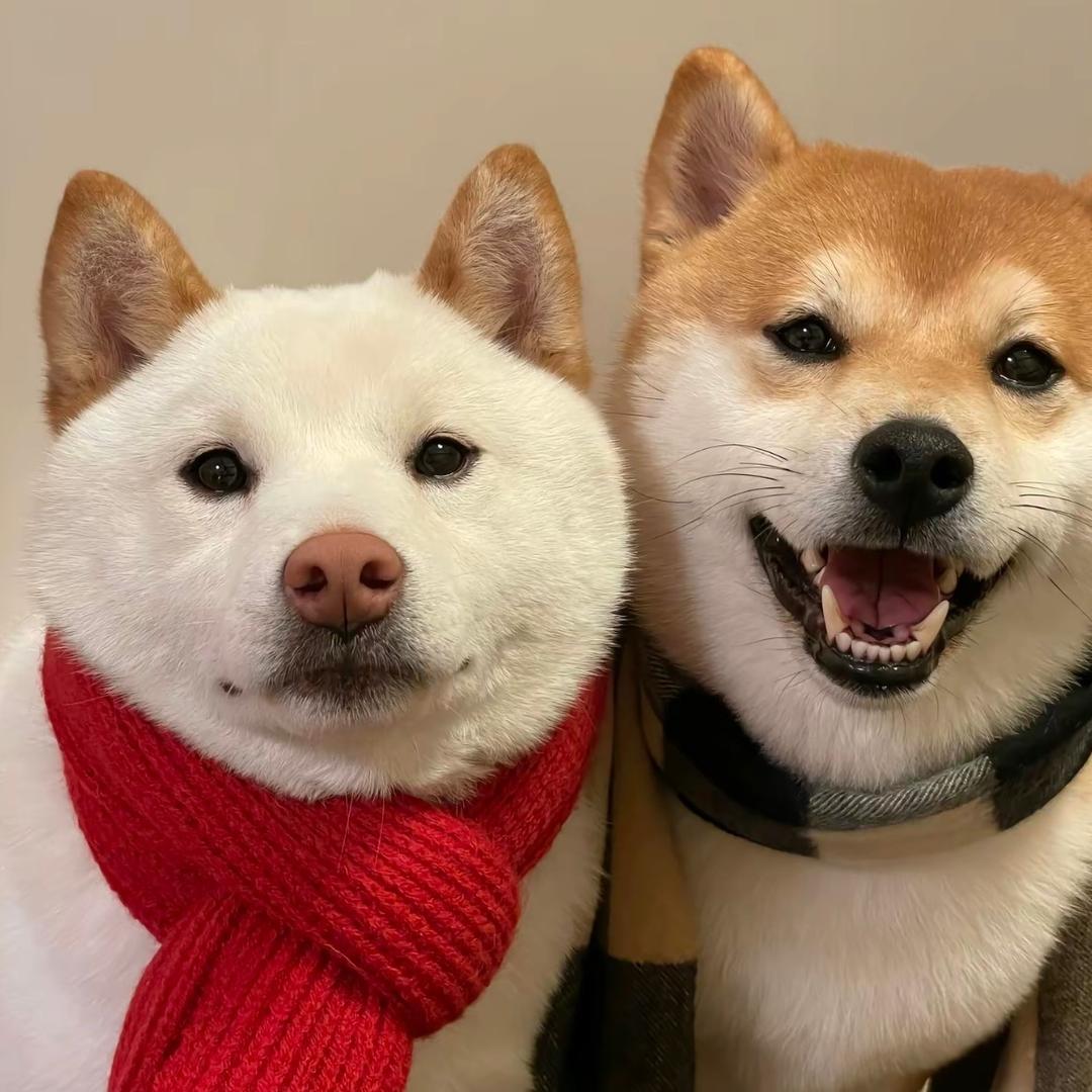 优雅的水晶猕猴桃