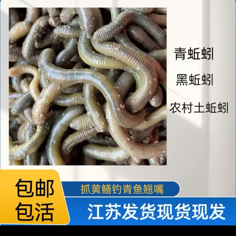 小强户外野生青蚯蚓