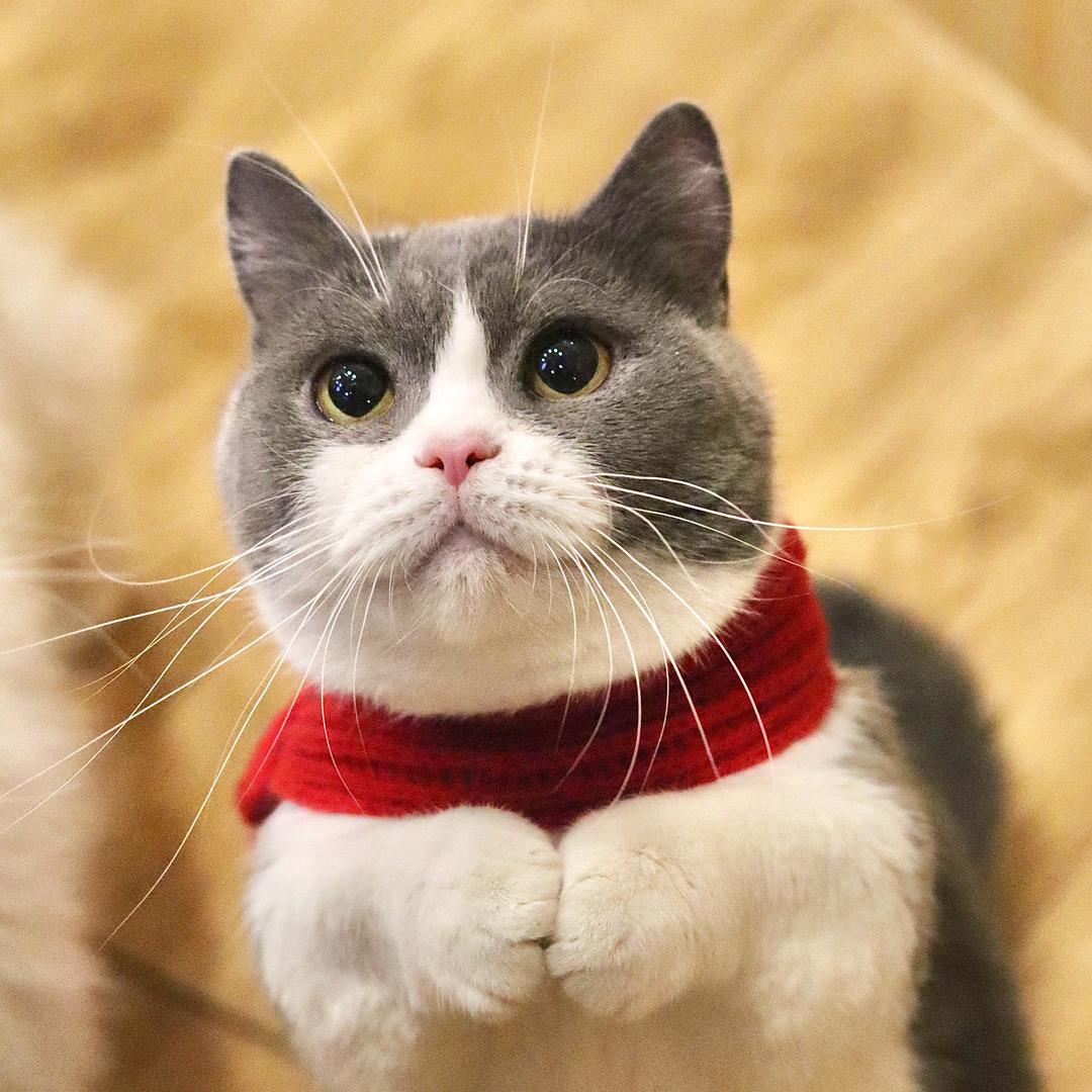 CATIER猫咪咖啡