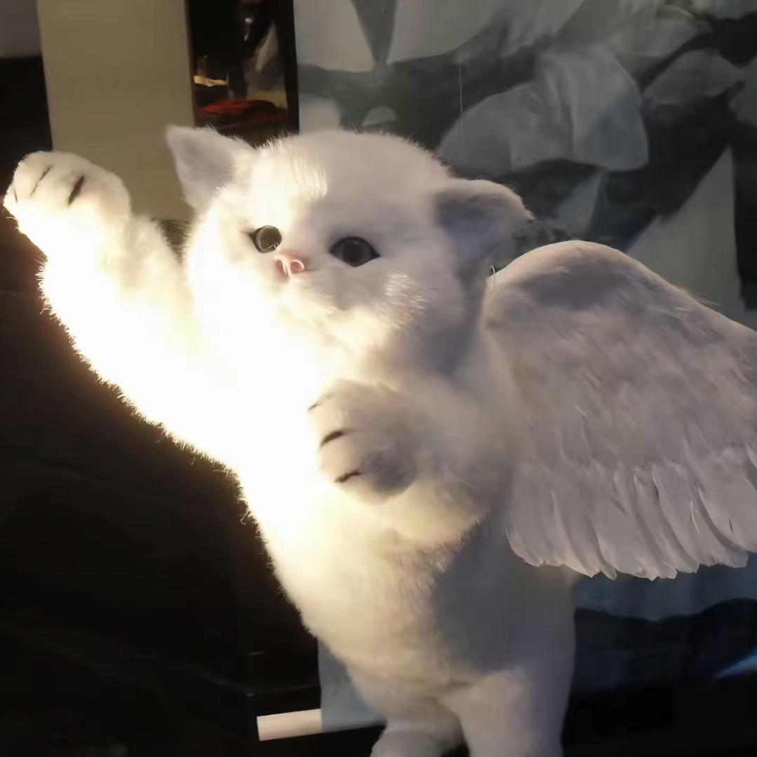 猫咪大王👑