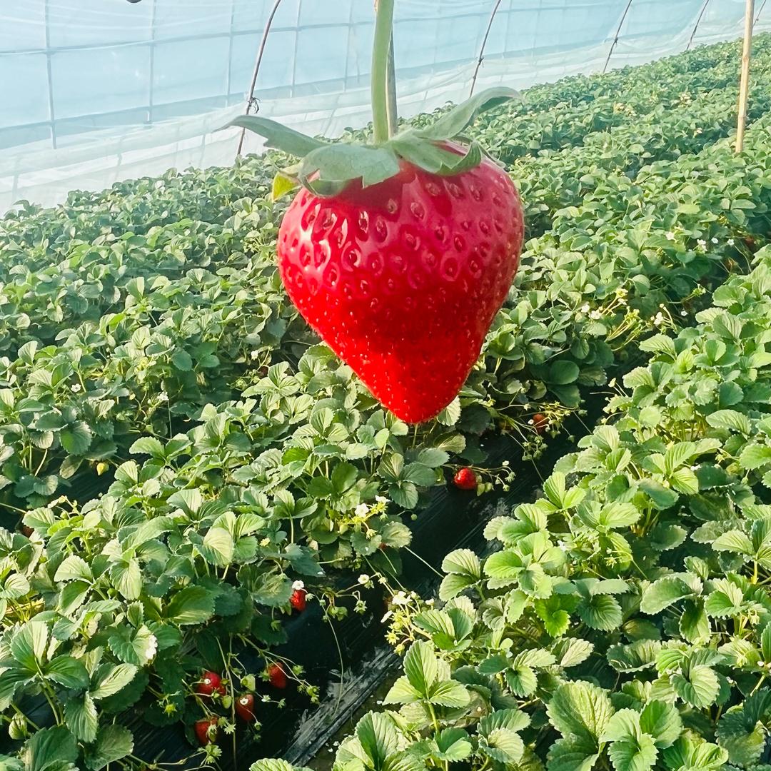 🍓多宝橙🍓