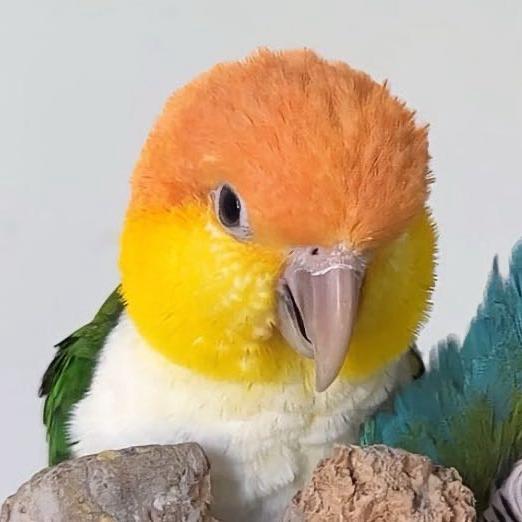 鹦鹉优品