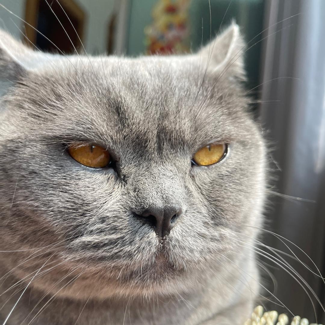 我有小猫猫🐱