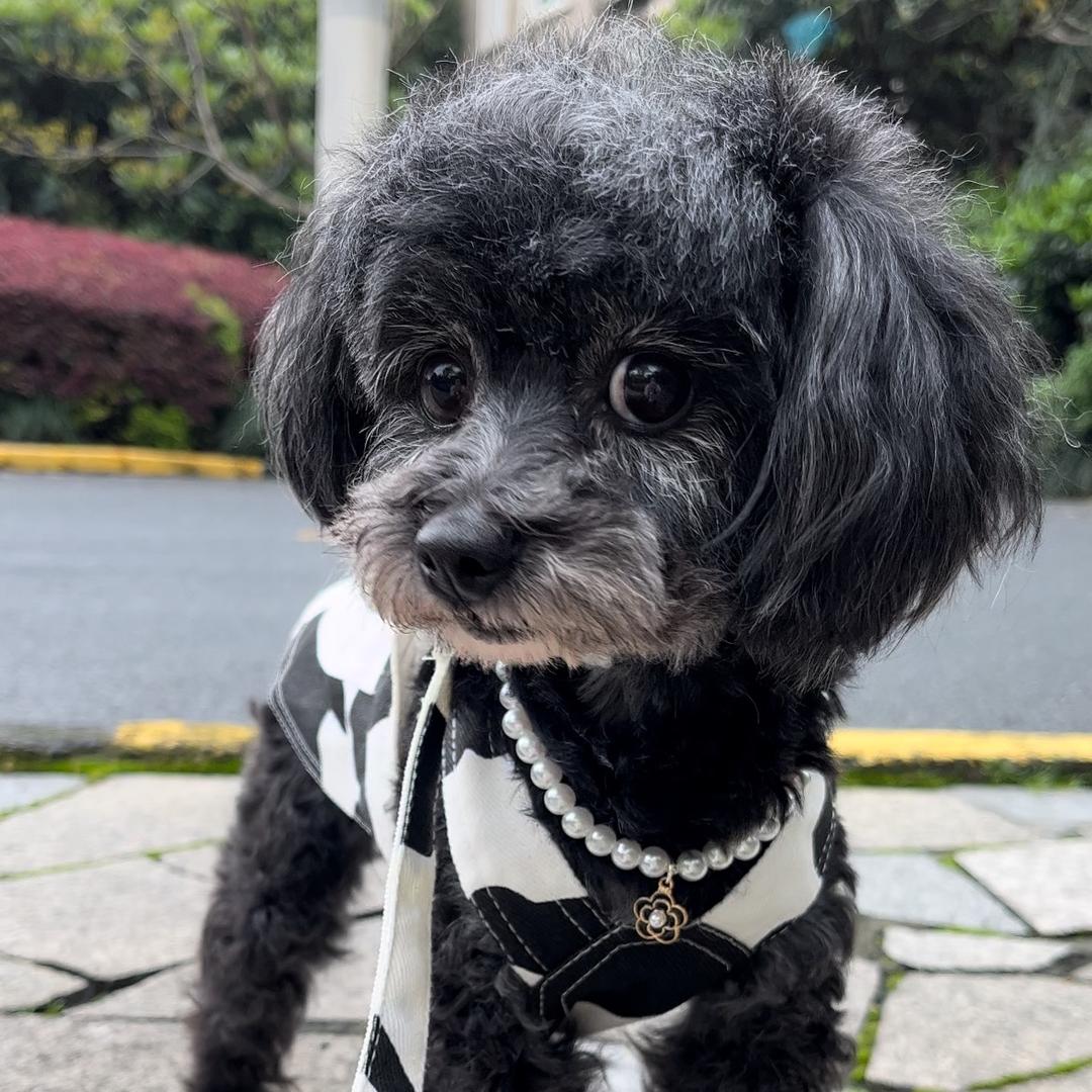 戏精狗小黑妹