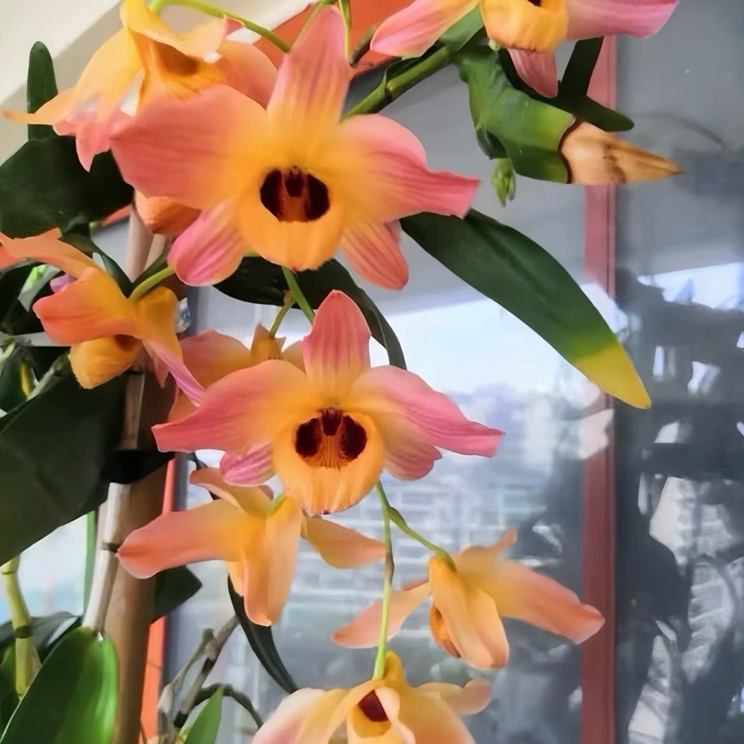 云易石斛花卉1号