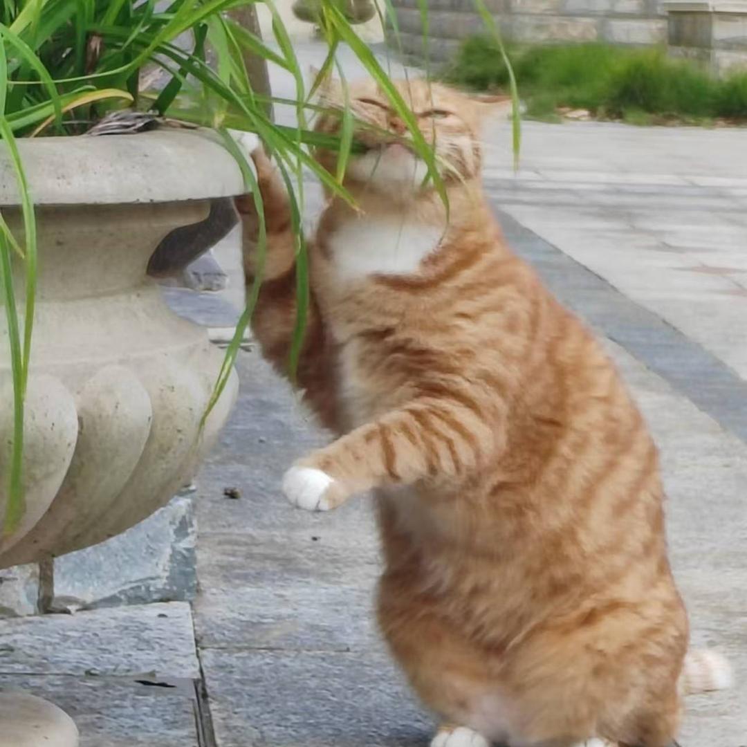 Ever~皮皮