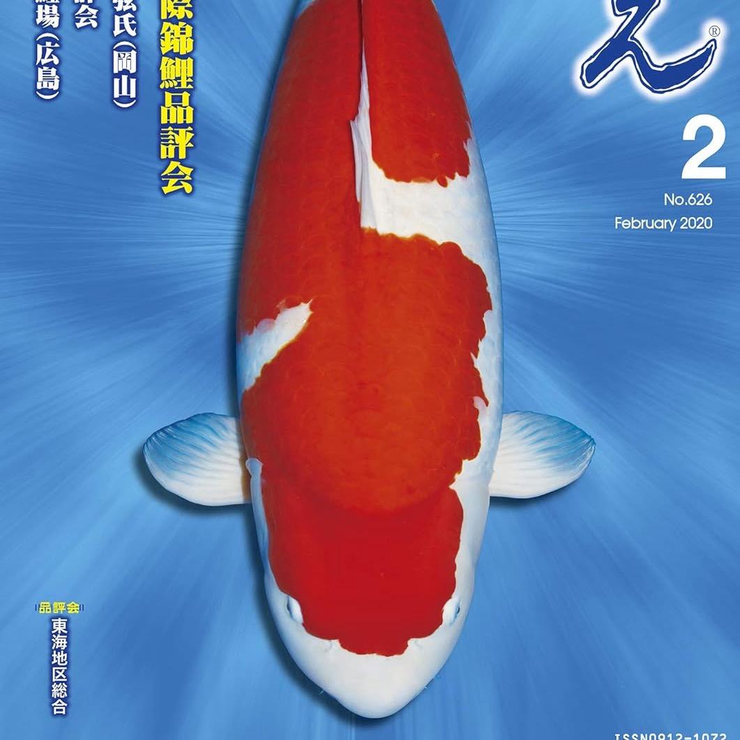 仙助养锦鲤