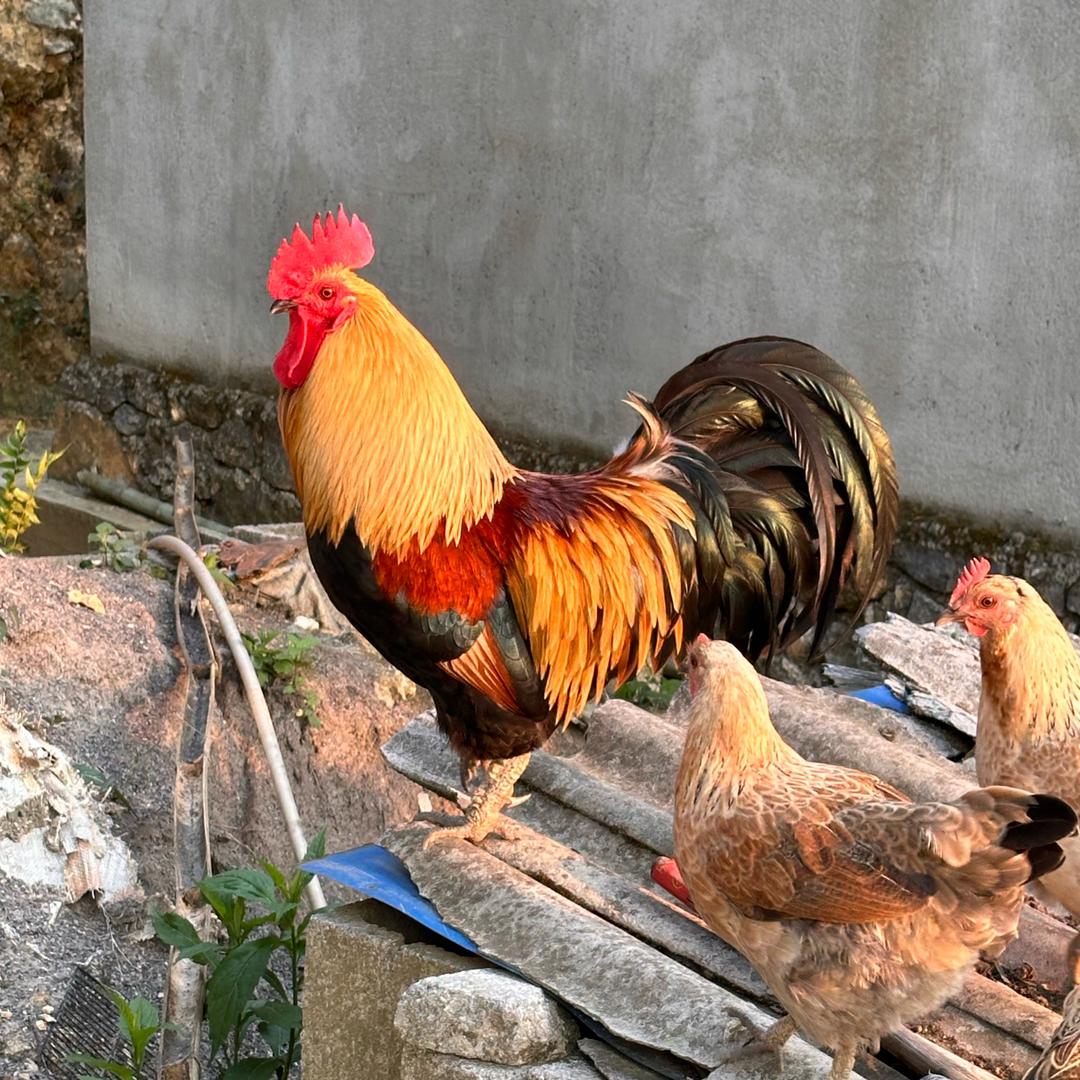 贵州五彩土鸡经营部