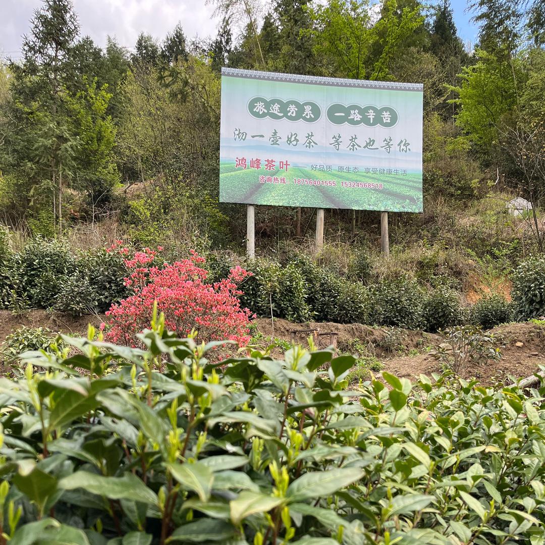 六颗草霍山黄芽企业店