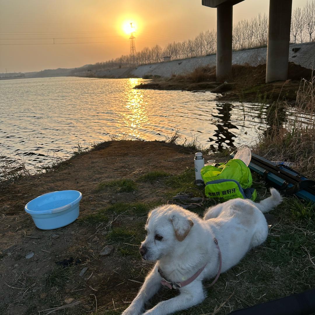 泽泽🐶