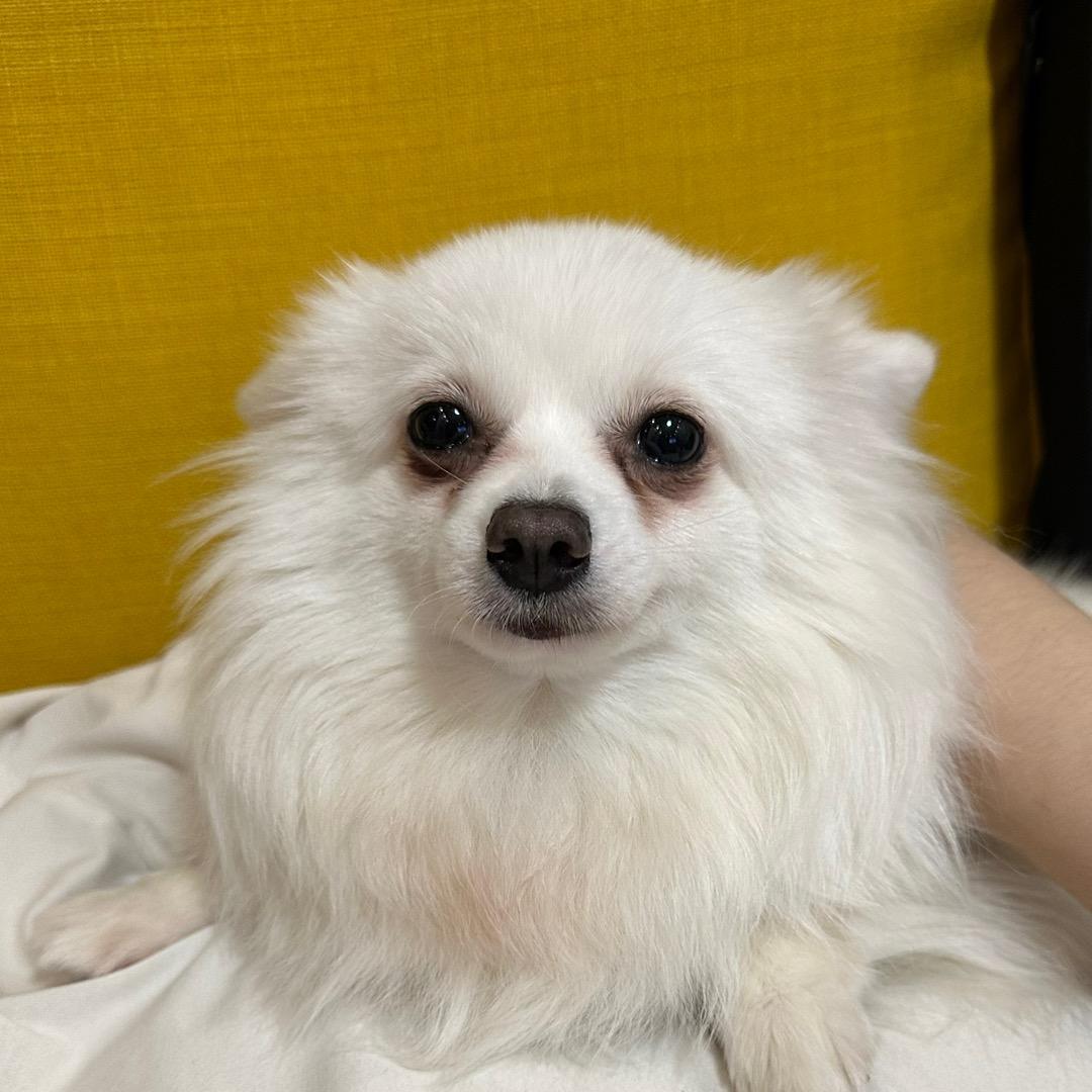 羊毛🦙明天一定