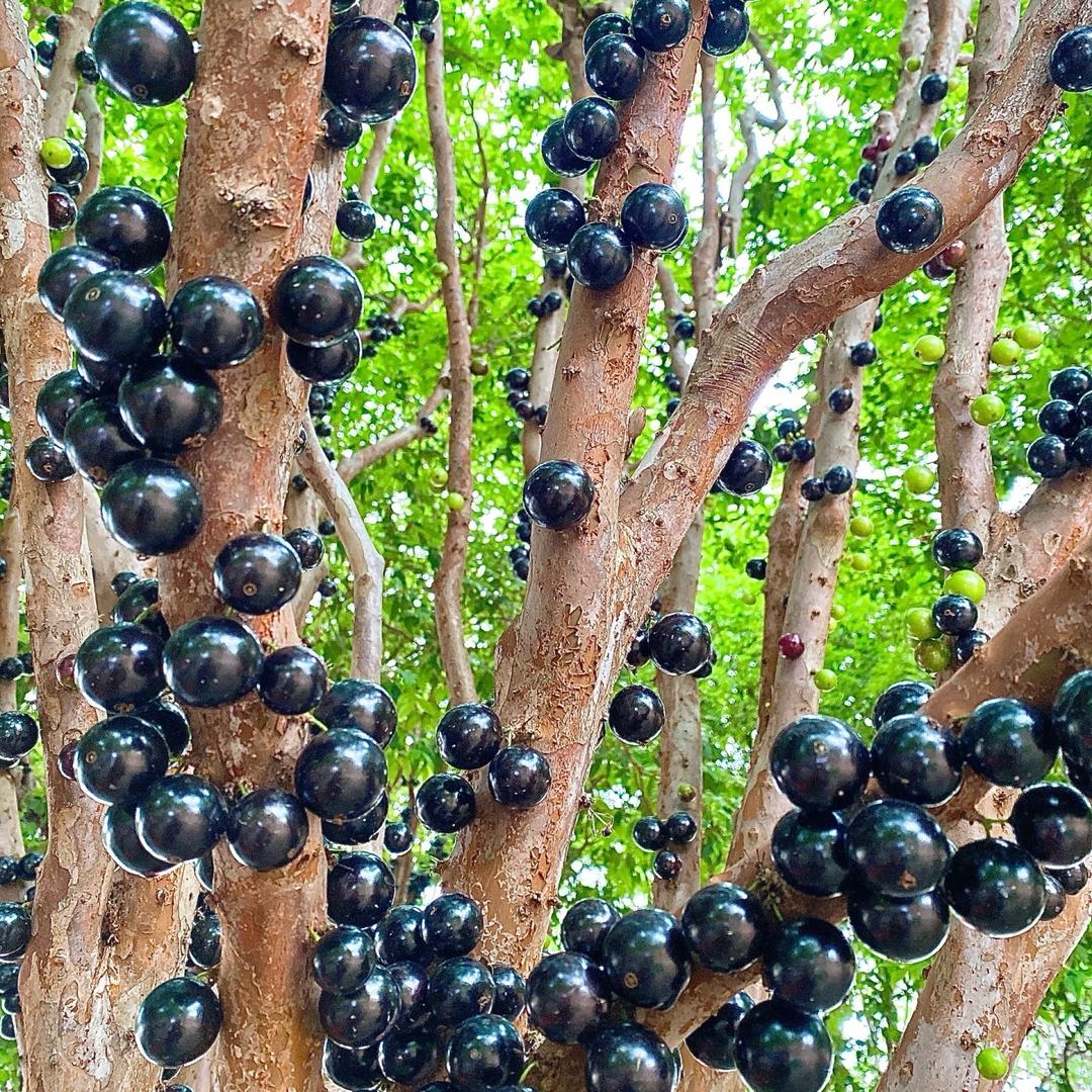 妃多多福灵果树苗木专卖店