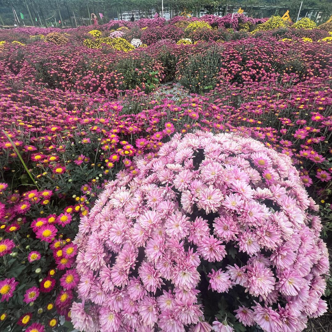 壮志未酬身先死